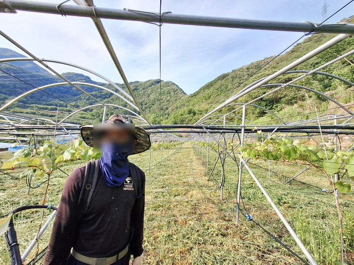 강원도영월군김삿갓면포도밭과수원귀농귀촌용토지농막매매물11.jpg
